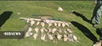 کشف و ضبط ۲۴ قطعه کبک و دو قبضه اسلحه از شکارچیان غیرمجاز