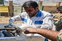 کشف و معدوم سازی ۶۰ کیلوگرم ماهی تلف شده در اندیکا