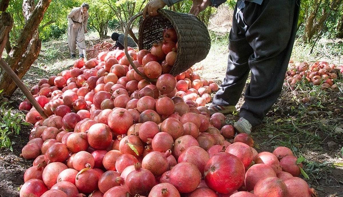 پیش‌بینی برداشت ۲۳ هزار تن انار از باغ‌های خوزستان