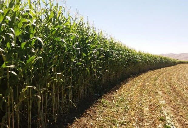 پبش بینی برداشت بیش از ۳۰ هزار تن ذرت علوفه‌ای در باغملک