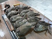 کشف و ضبط ۳۶ قطعه کبک در دزپارت+فیلم