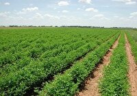 کشت پاییزه در زمین‌های کشاورزی دارخوین شادگان