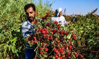 کشاورزان باوی چای ترش برداشت می‌کنند