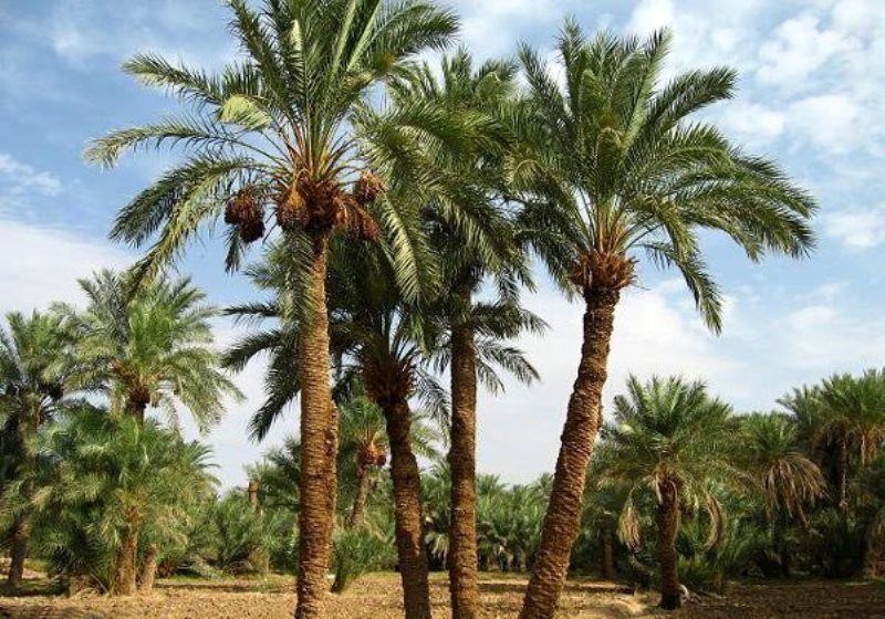 پیام خوزستان