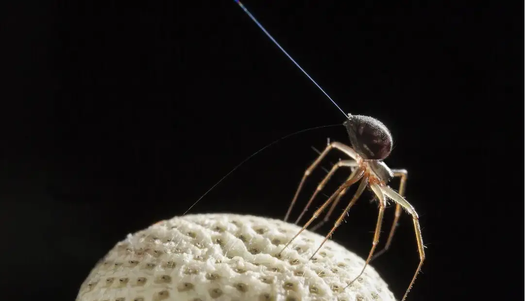 برخی عنکبوت‌ها واقعاً می‌توانند پرواز کنند؛ اما آن‌طور که به نظر می‌رسد ترسناک نیستند