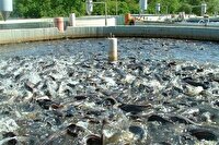 راه اندازی رشته شیلات در هنرستان کشاورزی شوشتر