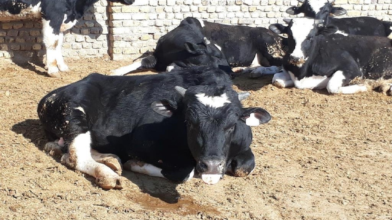 لزوم اقدام فوری برای مهار بیماری تب برفکی