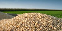 آغاز برداشت سویا از سطح ۱۵۰ هکتار اراضی اندیمشک