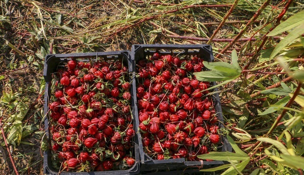 پیام خوزستان