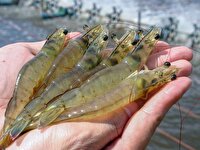 فعال‌سازی مزارع راکد پرورش میگو در خوزستان