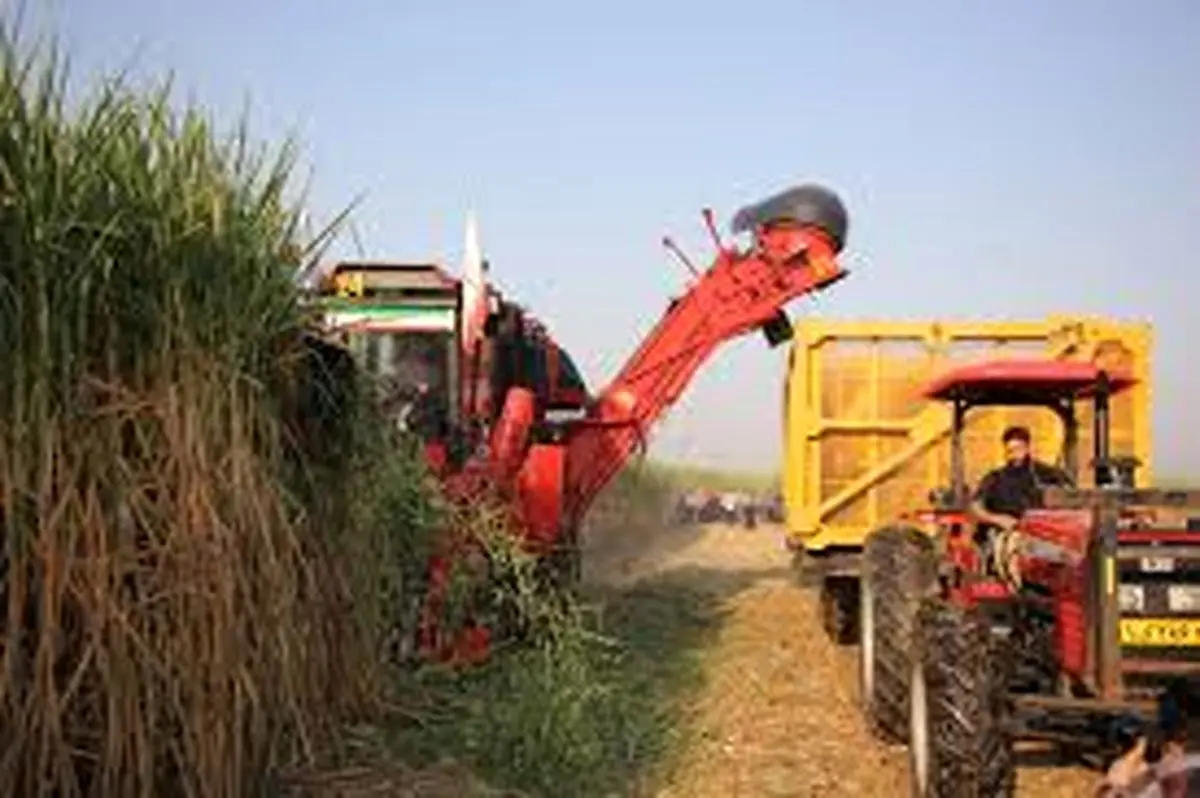 برداشت کاملا سبز نیشکر در خوزستان آغاز شد