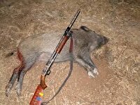 دستگیری شکارچی گراز وحشی در حمیدیه