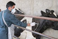 واکسیناسیون دام‌های سنگین در خوزستان در برابر سویه جدید تب برفکی