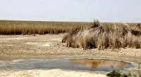 خشک شدن ۲۰۰ هزار هکتار از تالاب شادگان
