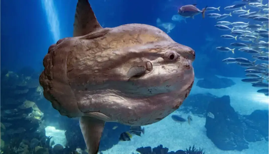 با سان‌فیش، عجیب‌ترین و به‌دردنخورترین ماهی اقیانوس آشنا شوید