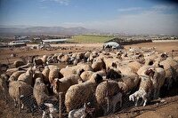 دستگیری سارق حرفه‌ای احشام در دزفول