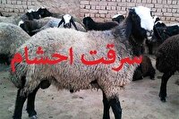 دستبند پلیس بر دستان سارق احشام در دشت آزادگان