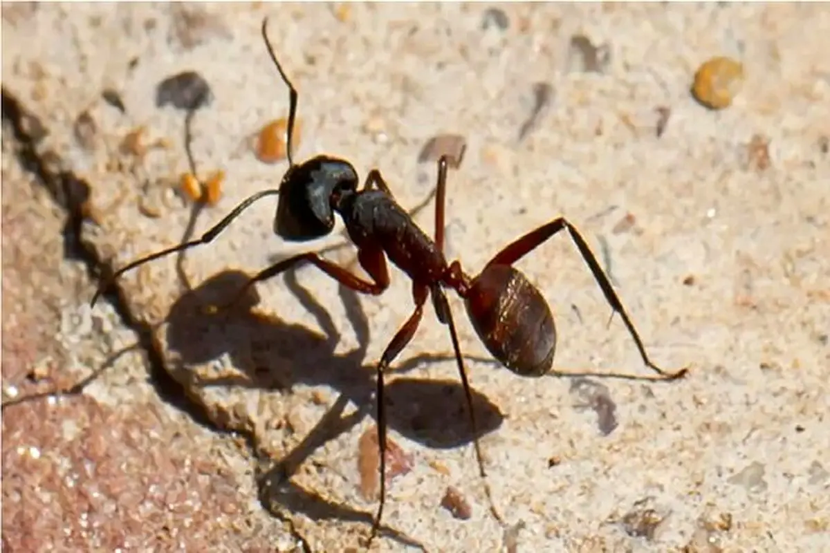 مغز جدید ربات‌ها با الهام از پرندگان و مورچه‌ها برای مسیریابی بدون GPS