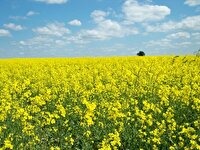 آغاز ثبت نام بیمه اختیاری کشت آبی کلزا در اندیمشک