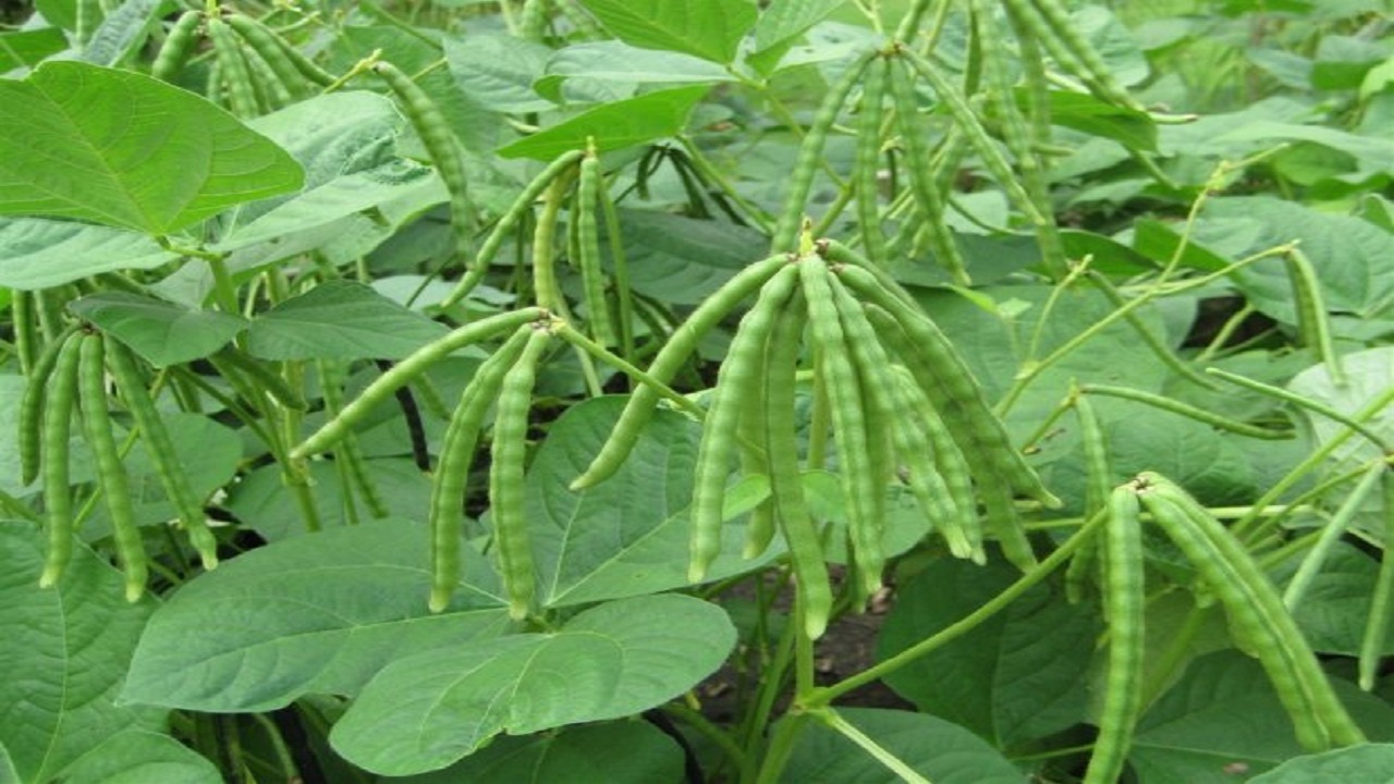 پیام خوزستان