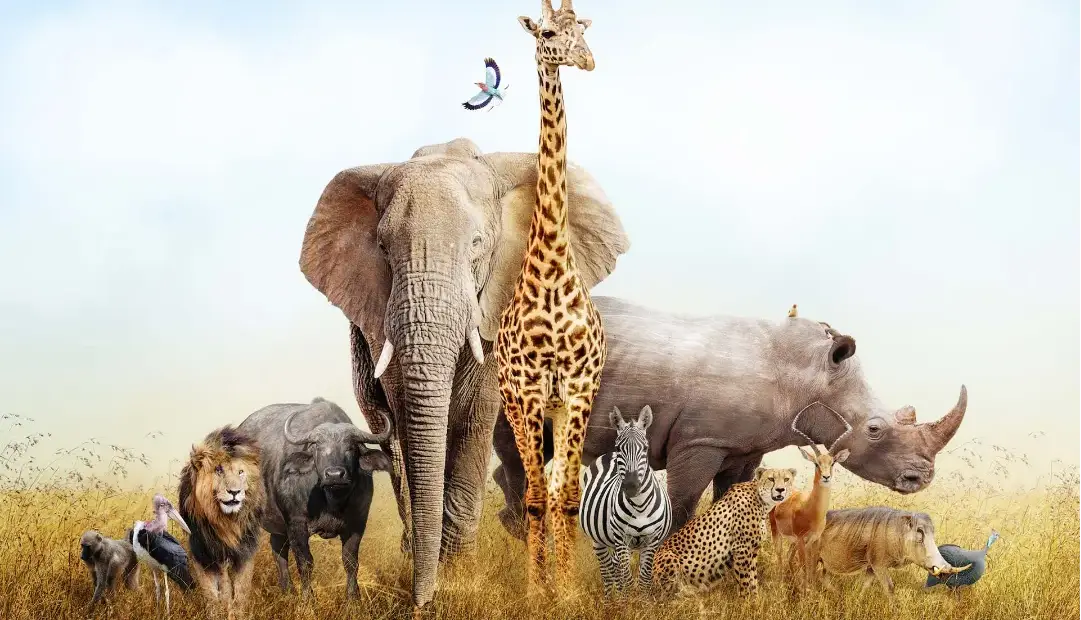 راز غول‌های آفریقا؛ چرا بزرگ‌ترین جانوران خشکی جهان فقط در قاره سیاه زندگی می‌کنند؟