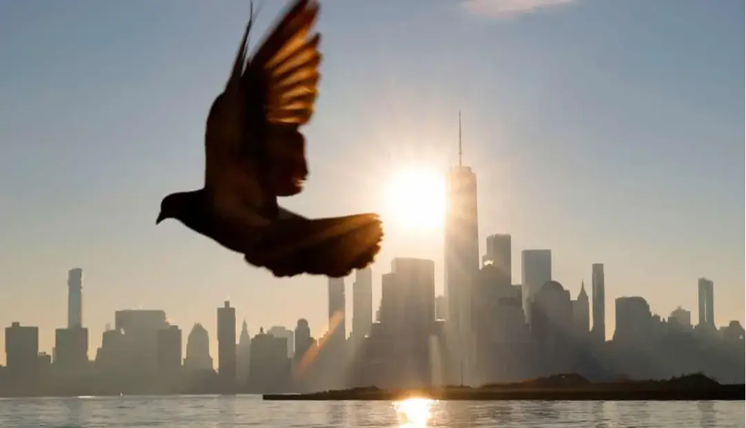 کدام عضو مرموز پرندگان نقش قطب‌نما را دارد؟