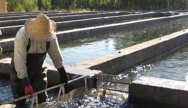 توضیح اداره کل شیلات خوزستان در خصوص یک خبر