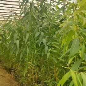 پیام خوزستان