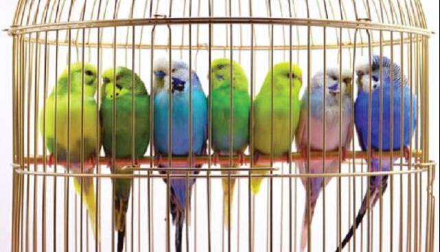 آلودگی کلامیدیا، زنگ خطری برای صاحبان پرندگان زینتی