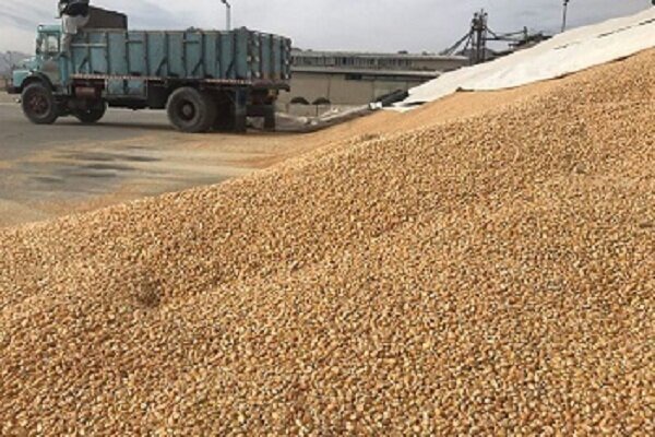 رفع موانع تأمین و ترخیص نهاده‌های دامی در بندر امام خمینی