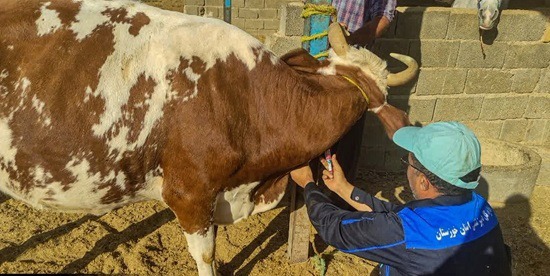 شناسایی و حذف گاو‌های مبتلا به بروسلوز از چرخه تولید در ایذه