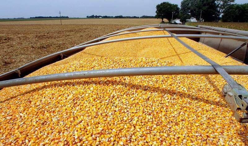 ترخیص بیش از ۵ و نیم میلیون تن نهاده دامی از بندر امام خمینی