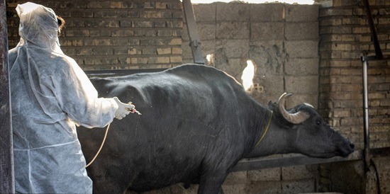 پایان ایمن سازی دام‌های سنگین هفتکل در برابر تب برفکی