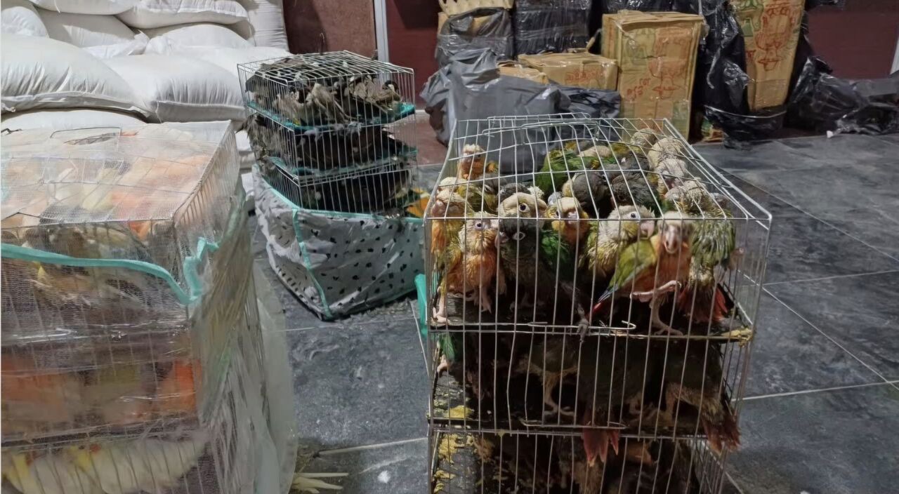 کشف بیش از ۶۰۰ قطعه پرنده زینتی قاچاق در گذرگاه مرزی شلمچه