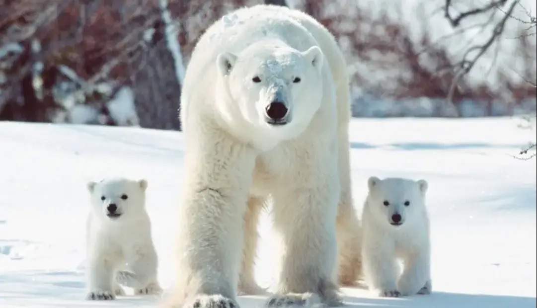 خرس‌های قطبی ژن‌های خود را برای سازگاری با دنیای گرم‌تر تغییر می‌دهند