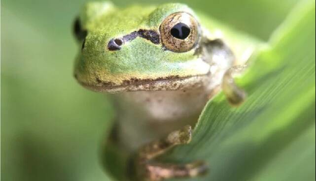 وقتی باکتری روده قورباغه، تومورهای سرطانی را در موش‌ها از بین می‌برد!