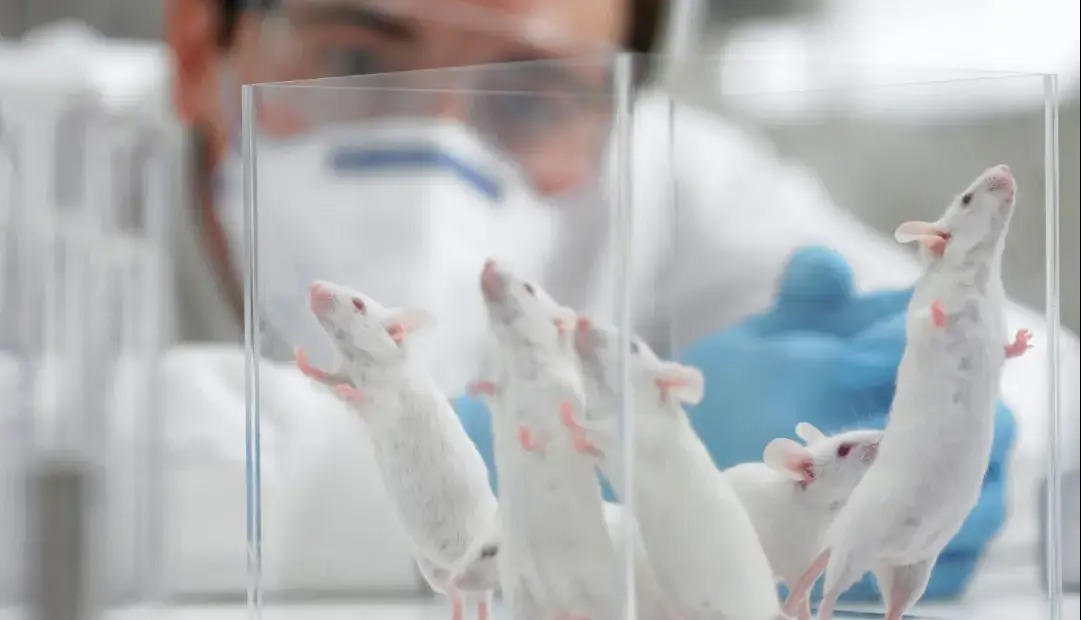 اگر موش‌های آزمایشگاهی را در طبیعت قرار دهیم، چه اتفاقی می‌افتد؟