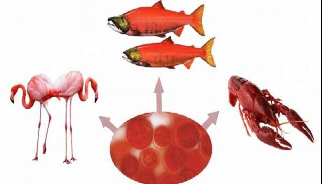 یک رنگدانه جذاب طبیعی برای درمان صرع و آسیب های مغزی