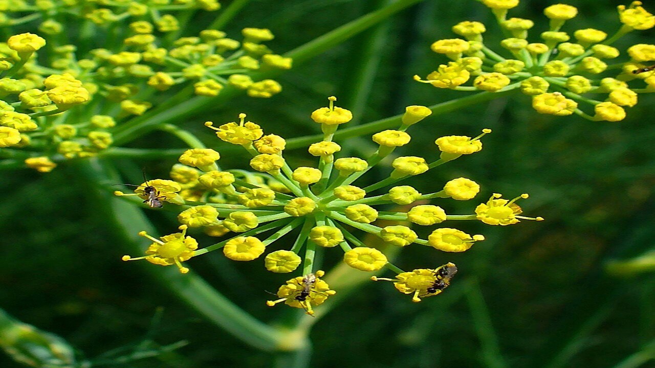 دو هکتار از مزارع گتوند زیر کشت رازیانه رفت