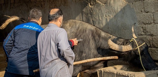 ایمن‌سازی بیش از ۸ هزار رأس دام سنگین هویزه در برابر تب برفکی