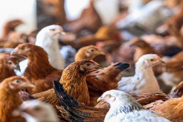 مهر و موم دو واحد غیرمجاز عرضه مرغ زنده در ایذه