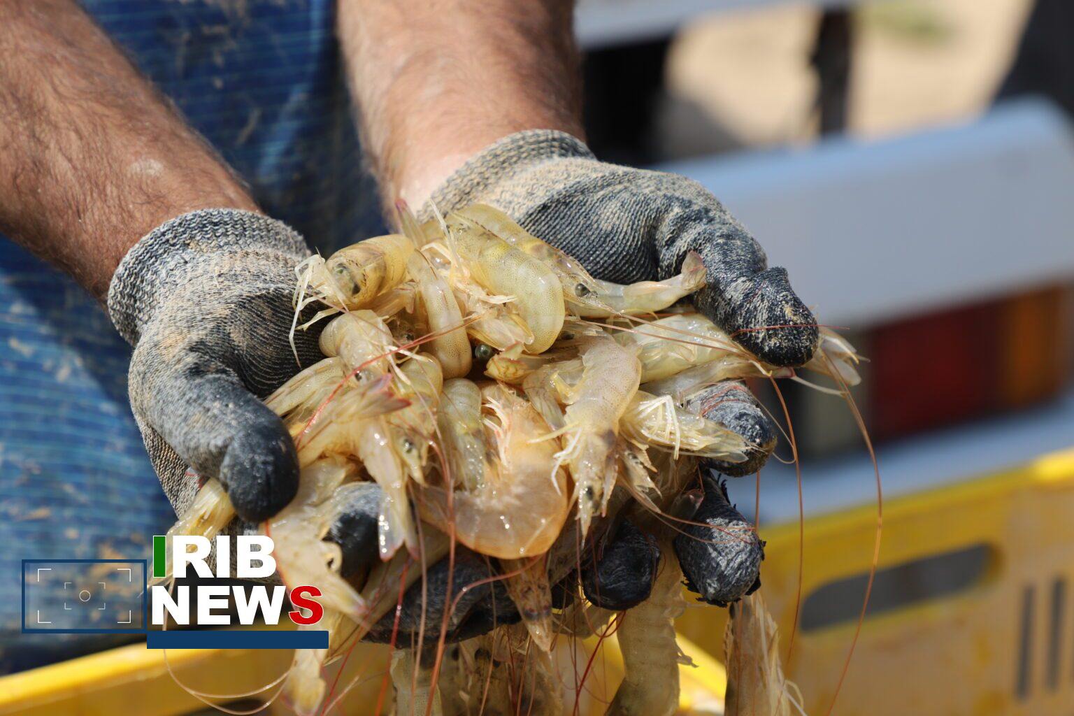 تولید بیش از ۲ هزار و ۵۰۰ تن میگوی پرورشی در خوزستان