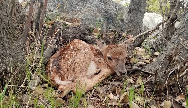 تولد دو گوزن زرد ایرانی در پارک ملی دز