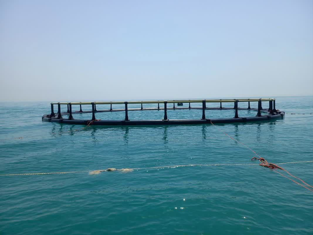 هدف‌گذاری تولید ۵ هزار تن ماهی دریایی در قفس در سواحل خوزستان