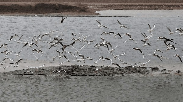 تشدید حفاظت هورالعظیم همزمان با مهاجرت پرندگان