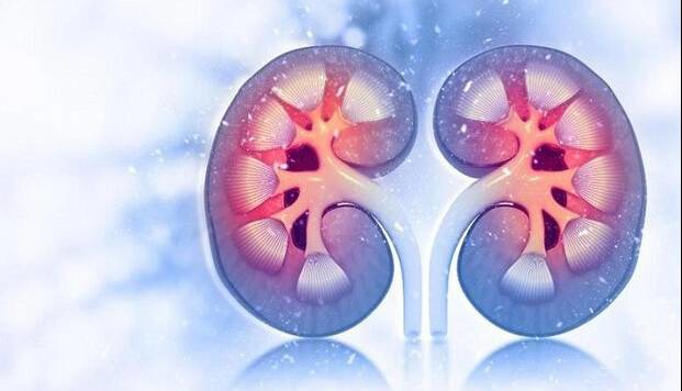 سلامت مغز با عملکرد کلیه‌ها مرتبط است