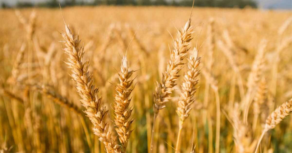 اجرای طرح ملی دستیابی به پتانسیل عملکرد گندم در هندیجان