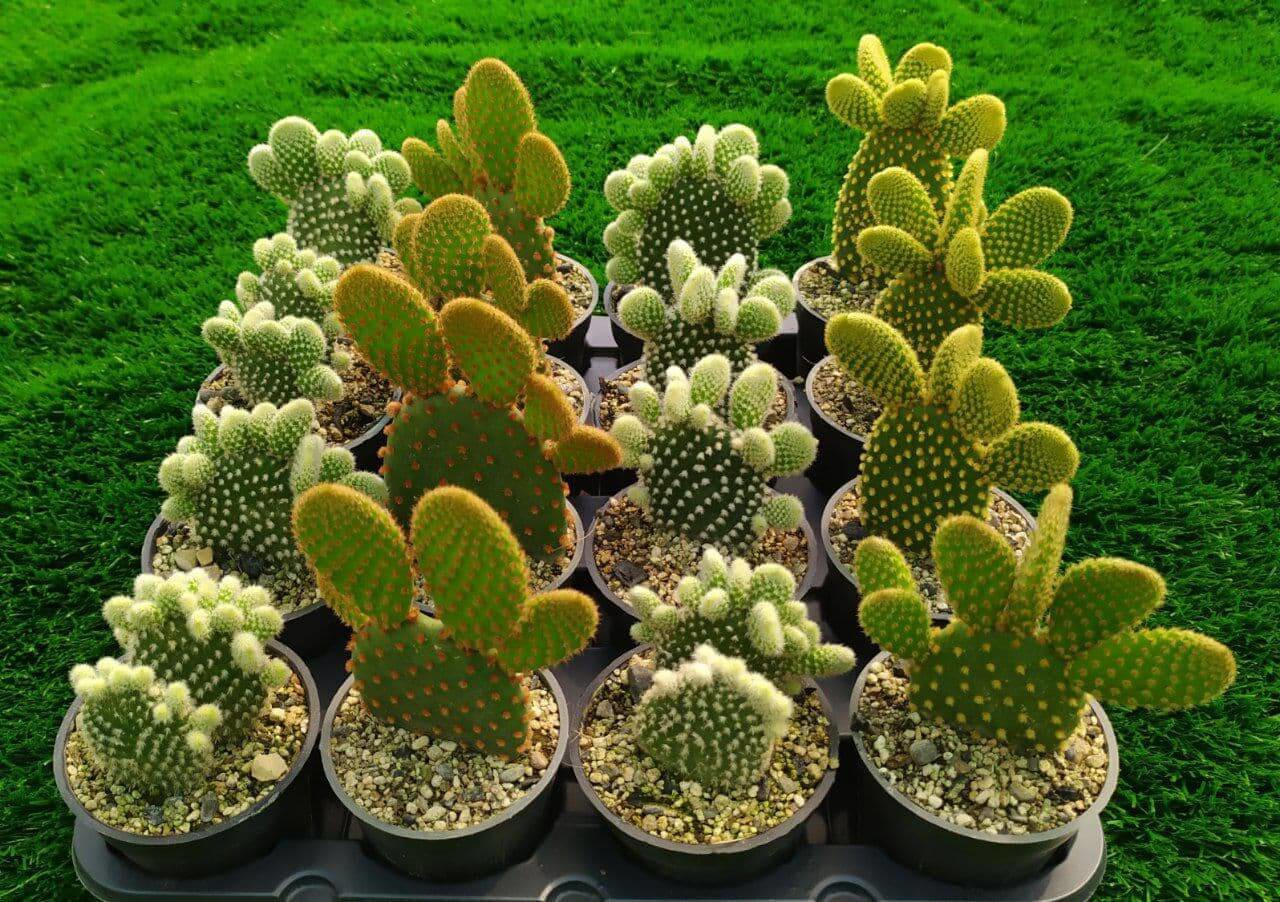 آغاز تحقیقات در زمینه گیاهان سازگار با اقلیم خوزستان در دانشگاه چمران اهواز