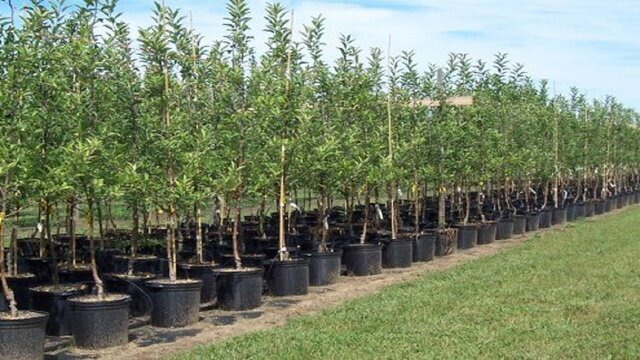 واگذاری اراضی ملی برای احداث نهالستان در هفتکل