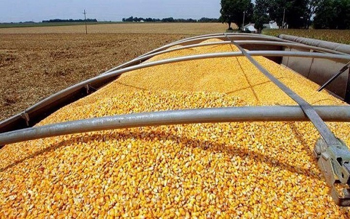 صدور جواز تأسیس طرح خوراک دام بر پایه علوفه در اندیمشک